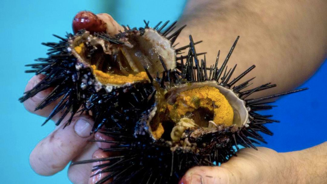 这次又是海胆动辄食材泛滥成灾的澳洲辜负了多少中国孩纸的胃啊