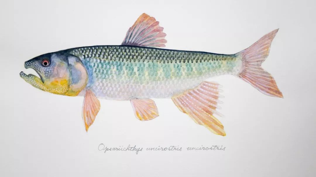 等它们吃饱之后,大概5月份的时候,马口鱼就进入到它们恋爱繁殖的季节.