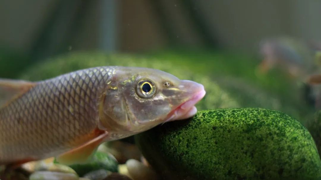 下面这种鱼是重唇鱼,重唇鱼对我来说算是个奇遇,为什么,因为之前看