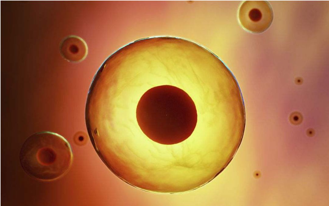 为自闭症,癌症治疗提供新方向|癌症治疗|胚胎干细胞|菲利克斯_新浪