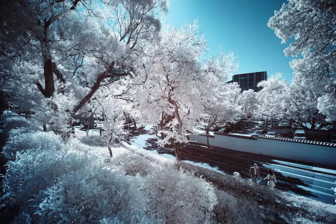 "雪"后的广州,美得让人窒息