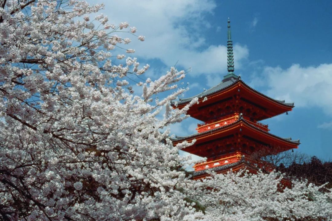 2018年日本赏樱攻略在此,现在买机票还来得及|樱花|熊本城|樱花树