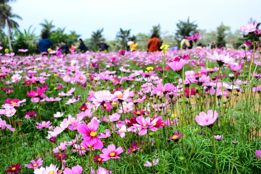 【美】澄海横陇村竟隐藏着一片如此惊艳的"花海"!