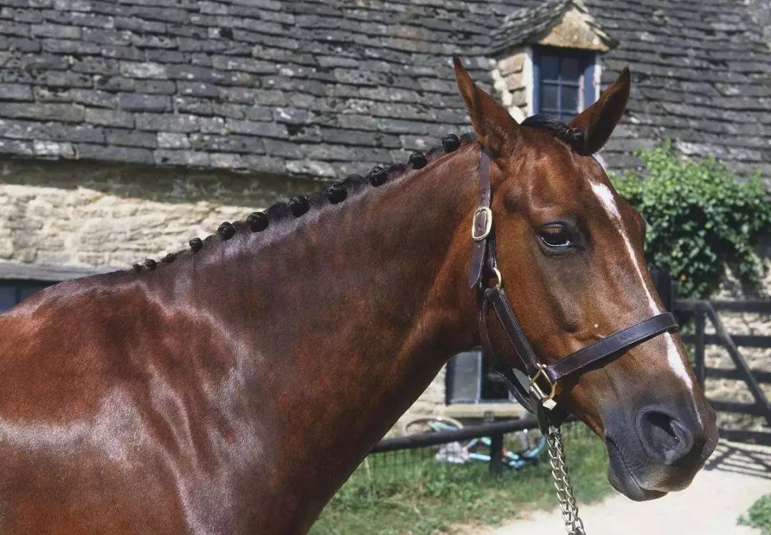 小马耳 大用处|耳朵|马耳|用处_新浪新闻