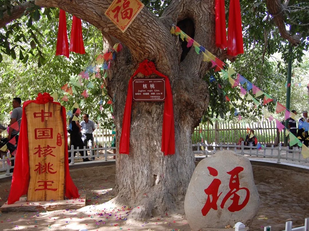 【好食】新疆喀什的"纸皮核桃",徒手就能剥开,个大香气足