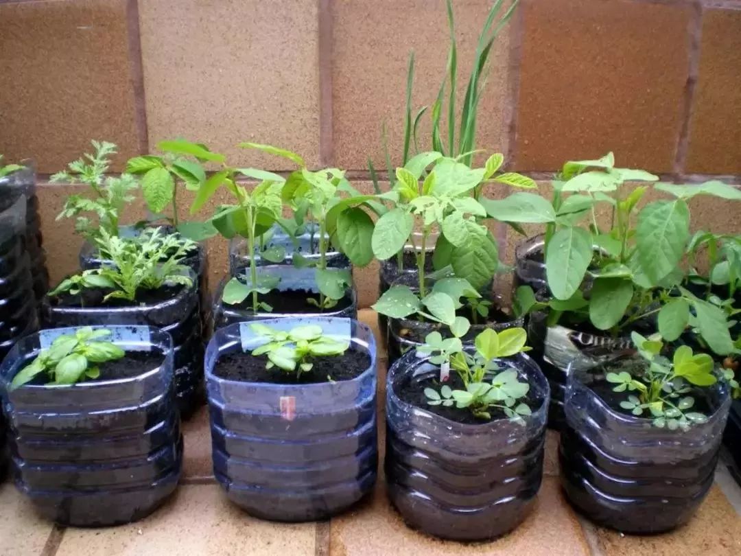 太实用了!空油桶剪2刀,蔬菜多到吃不完!