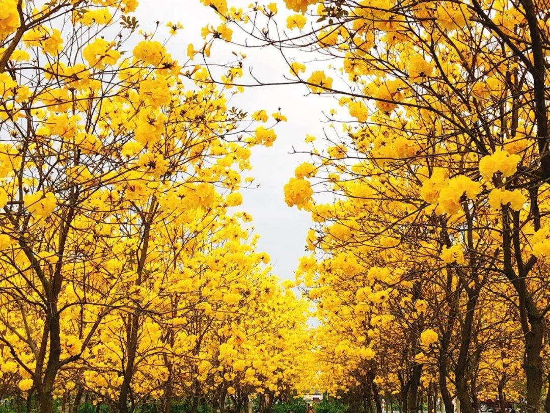 黄花风铃木图片(黄花风铃木图片简笔画)