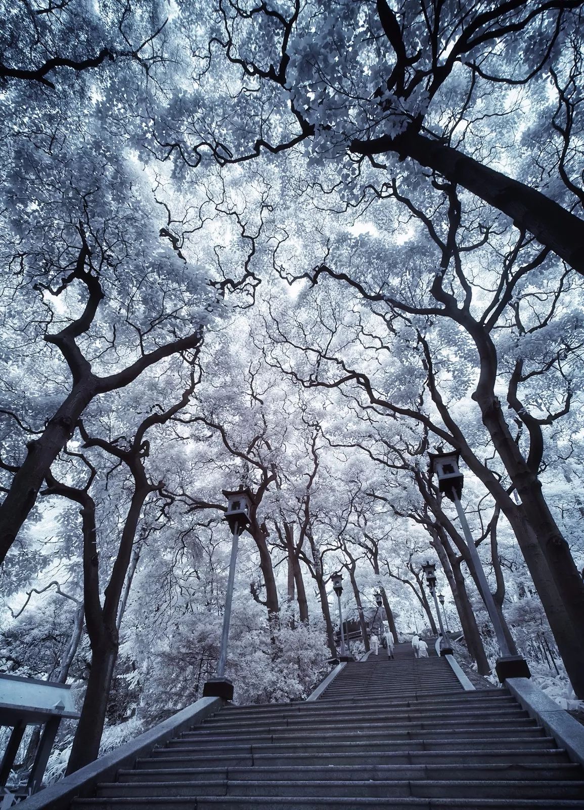 "雪"后的广州,美得让人窒息