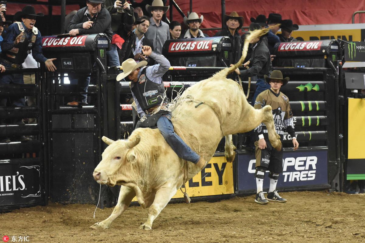 美国小姐助阵骑牛大赛 牛仔上演玩命舞步向8秒极限挑战