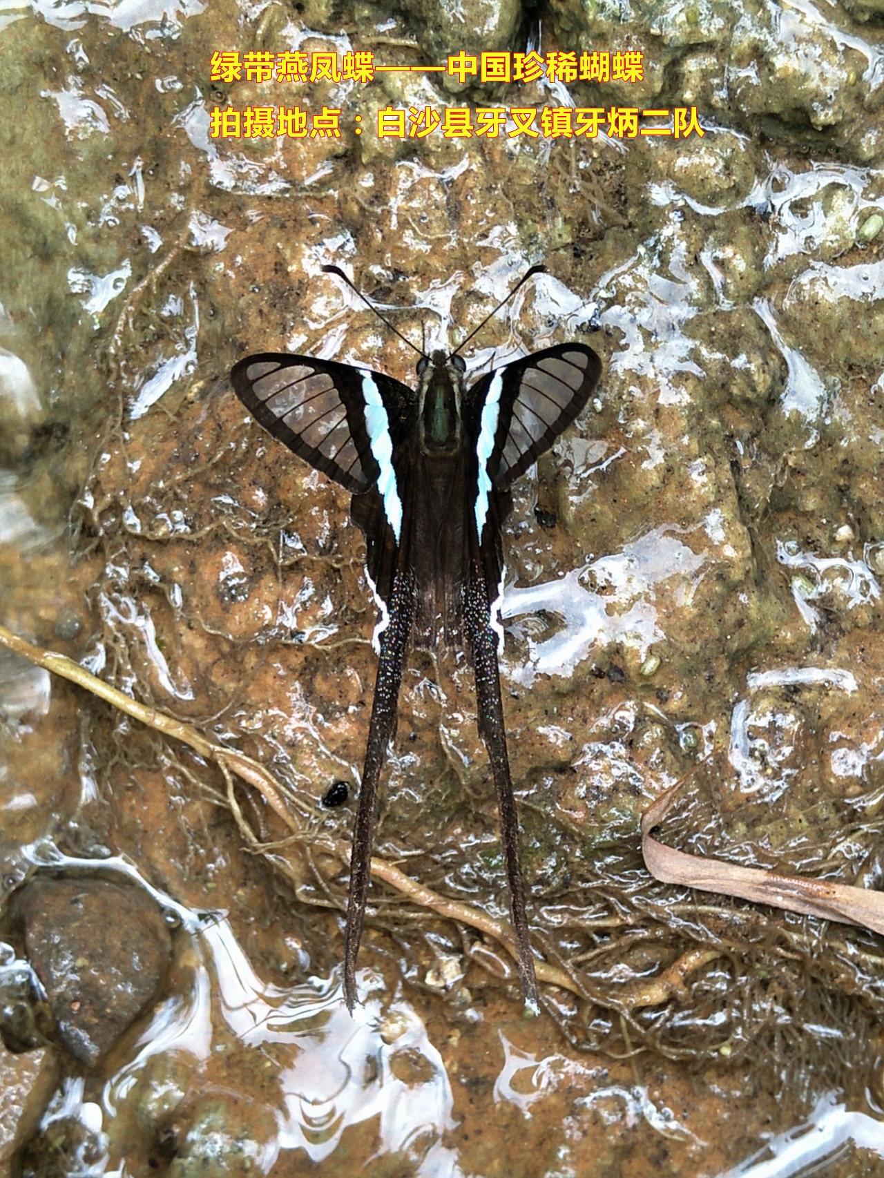 求转发!最新美图来袭,这样的白沙你喜欢吗?|白沙|作者|组照_新浪新闻