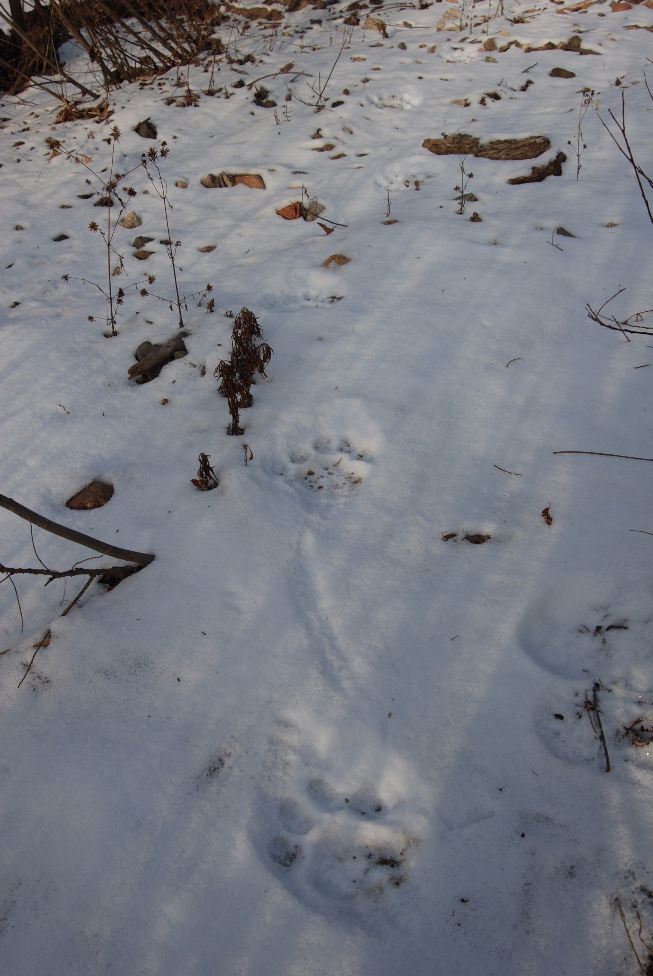 重磅!大兴沟林业局首次发现野生东北虎足迹 疑啃食一头黄牛