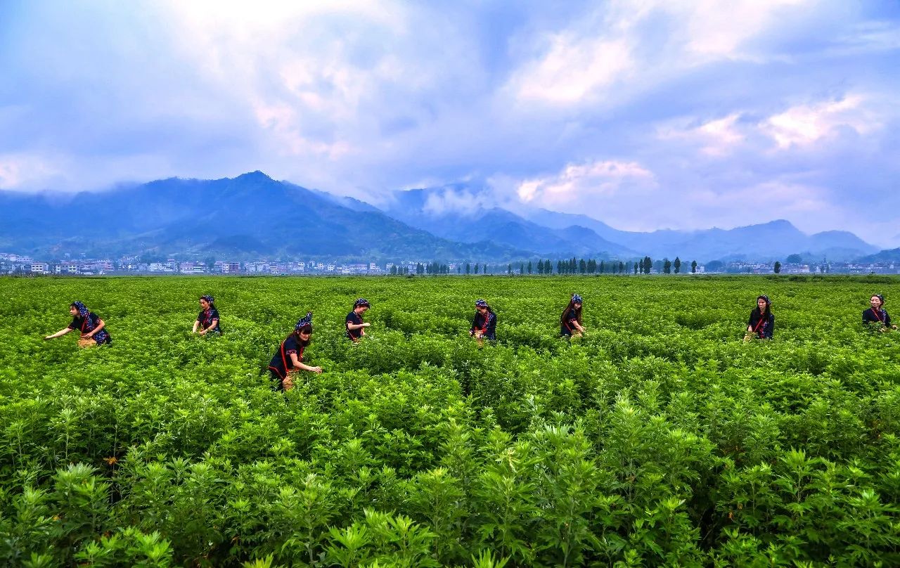 严选| 用它泡脚,全身都暖了|艾草|蕲艾|蕲春_新浪新闻