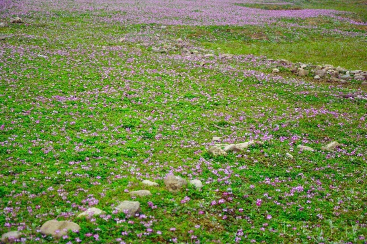 湖畔数千亩的紫云英花海,五彩缤纷,在青狮潭的湖光山色和碧波浅湾映衬