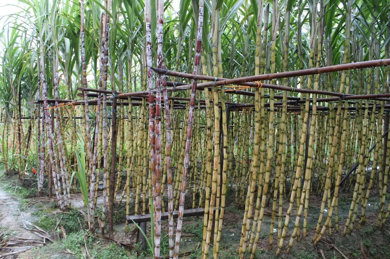清甜又多汁!10万条棠溪冰糖蔗甜蜜上市啦~|冰糖|甜蜜|甘蔗_新浪新闻
