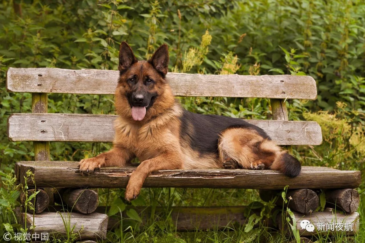 养了3年的纯种牧羊犬竟被这3人……狗主人得知消息当场落泪,作案人已