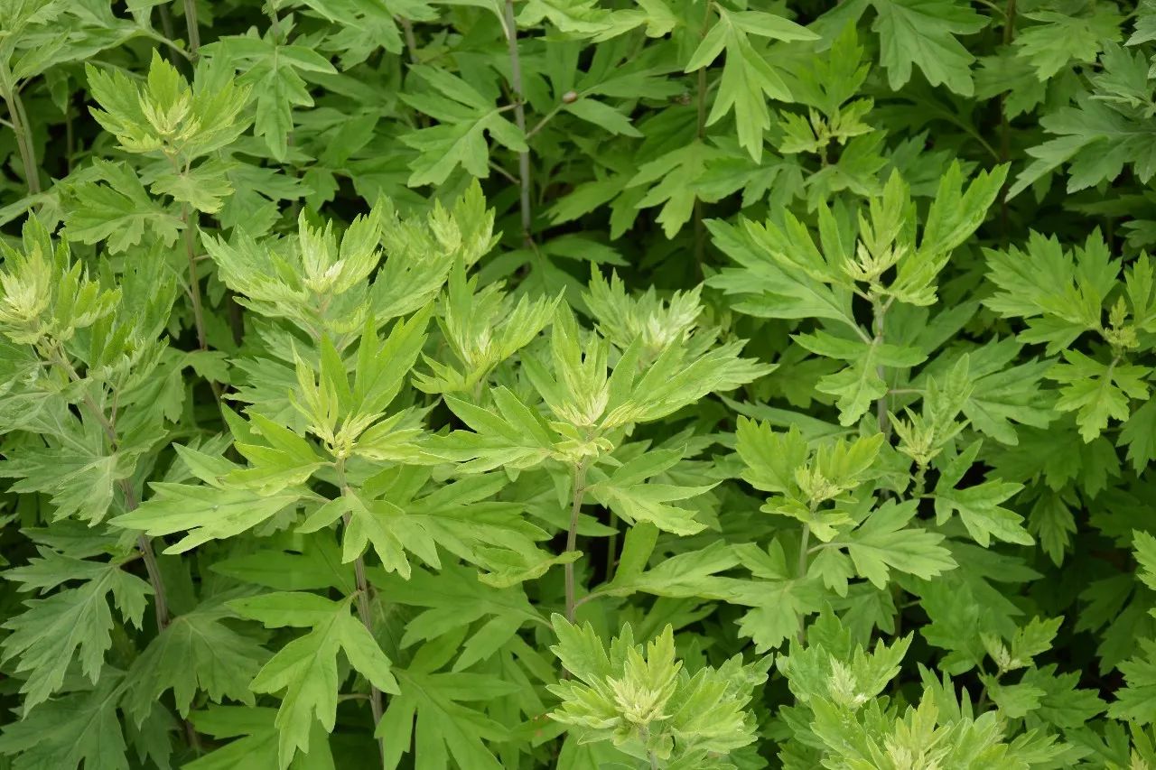 严选| 用它泡脚,全身都暖了|艾草|蕲艾|蕲春_新浪新闻