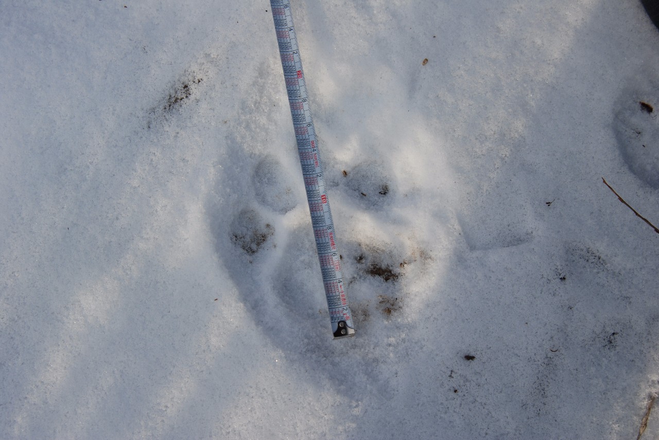 重磅 大兴沟林业局首次发现野生东北虎足迹疑啃食一头黄牛 手机新浪网