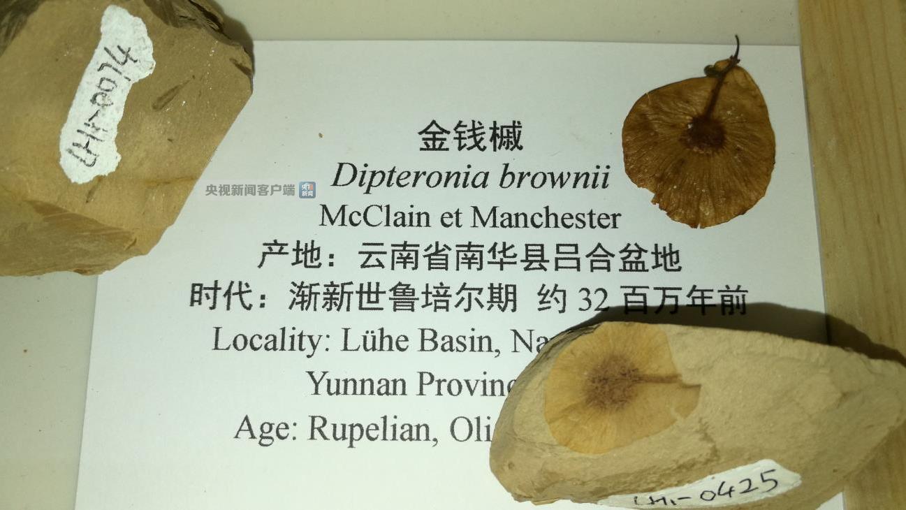 南华县吕合盆地早渐新世(32ma)金钱槭属化石的研究,发现分布于云南