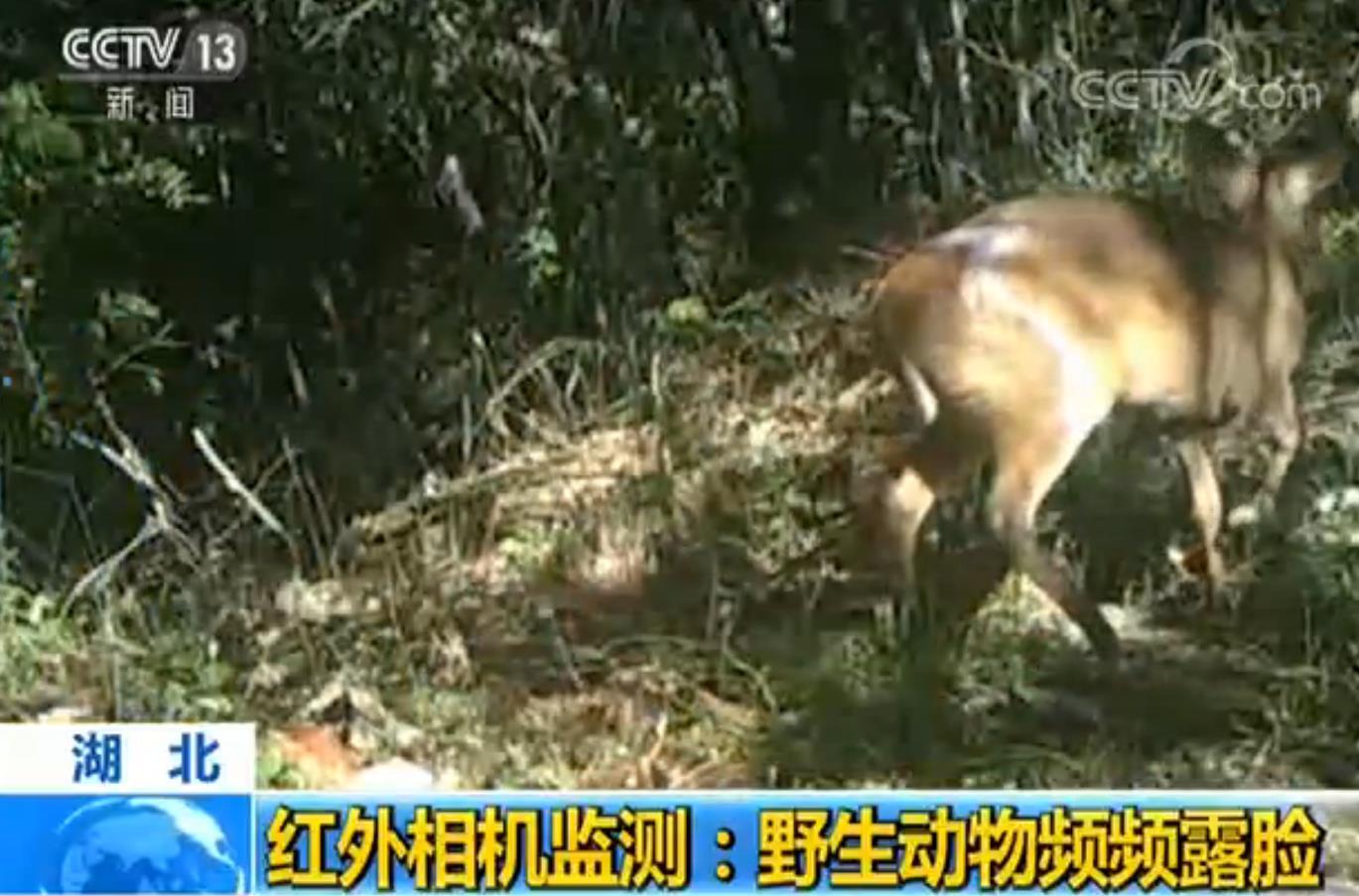 湖北神农架红外相机监测 野生动物频频露脸