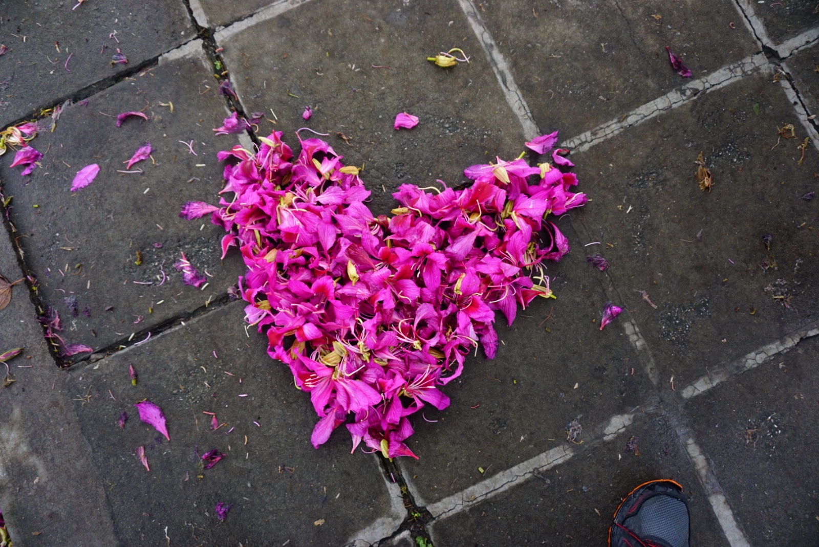 全世界都在背着广州落雪广州只好放大招了落花