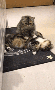 连喵界都有按摩服务了,看着手法还不错!