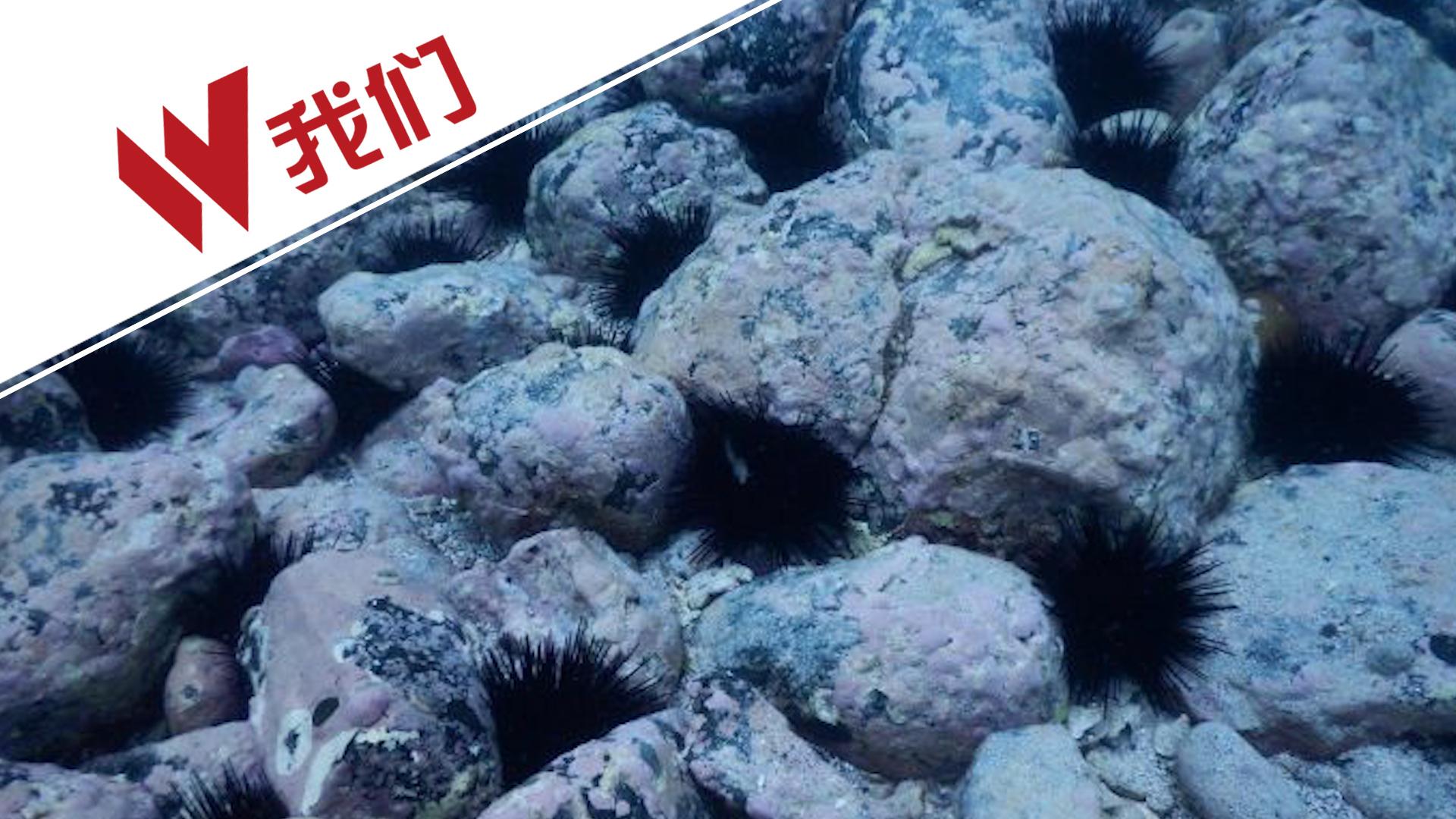 澳大利亚海岸海胆泛滥成灾 海底被啃成光秃的"月球表面"