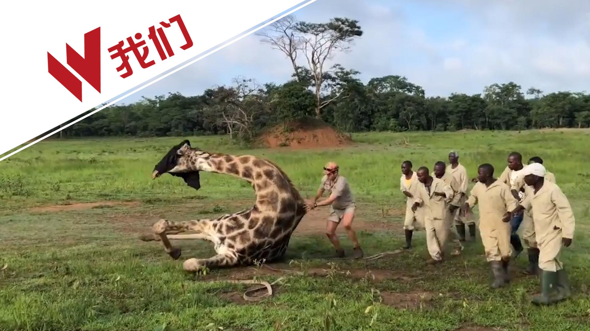 多人合力绊倒长颈鹿 竟为解除其脖子上缠绕电线|合力|电线|长颈鹿