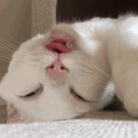 从没见过睡相这么丑的喵星人请你清醒一点