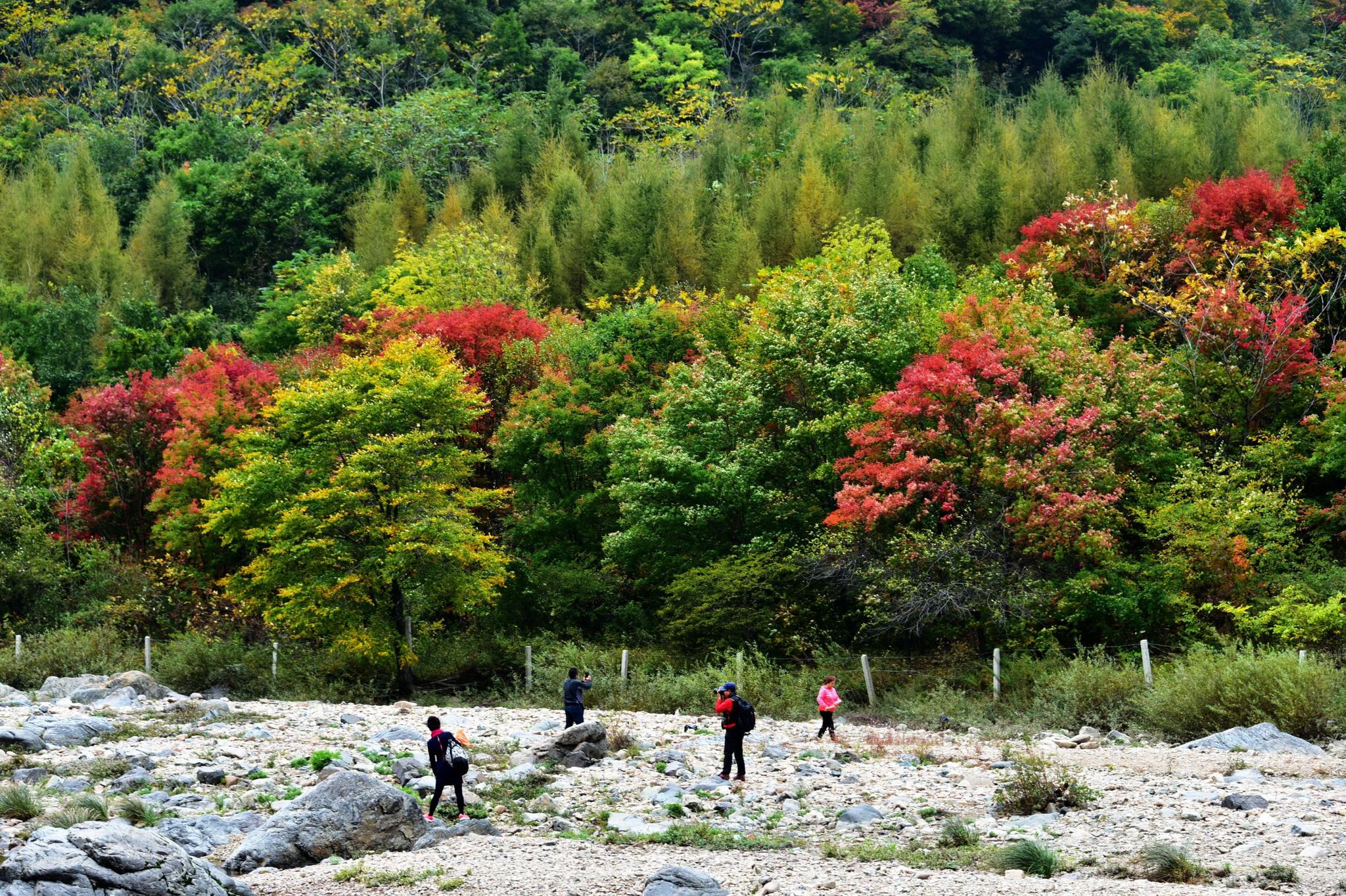 国家林业局2017年森林旅游游客量达139亿人次