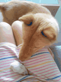 213_285gif 动态图 动图