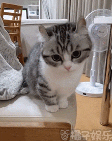 【gif】铲屎的来吸猫吧!看这一摊猫饼啊