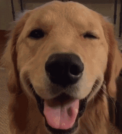 旺狗汪汪,事业兴旺;旺狗打滚,财源滚滚;旺狗高跳,吉星高照;旺狗撒欢