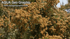 80%的花粉过敏来自"杉树"殊不知其实是一种杉树,释放着成倍又可怕的