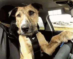 292_235gif 动态图 动图