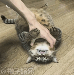 【GIF】铲屎的来吸猫吧！看这一摊猫饼啊……|吸猫|橘子|猫|娱乐|鱼_新浪新闻
