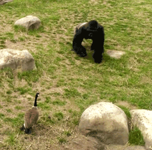 讲真千万不要惹大鹅它把人民公园的孔雀给