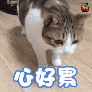 在飞机上一边耍手机一边吸猫这事终于要成真了