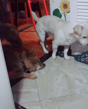 担心打搅到大哥睡觉,小白狗走路都是蹑手蹑脚的.