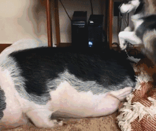 二哈为叫醒睡死的大猪竟使出十八般武艺网友这画面好眼熟