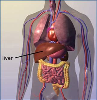 hepatology武汉大学学者发现治疗非酒精性脂肪肝的潜在新靶点