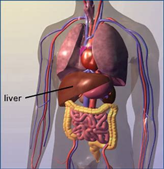 人体肝的图片位置图片