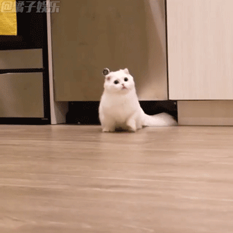 gif有了这只雪白小短腿再也不想出家门了