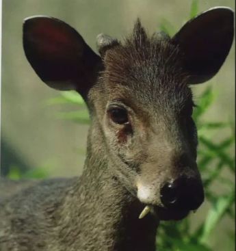 围观丨宁夏又发现稀有野生动物,北方地区首次发现!