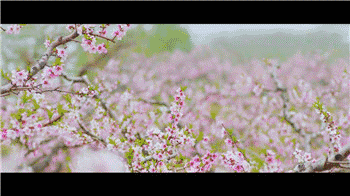 350_196gif 动态图 动图