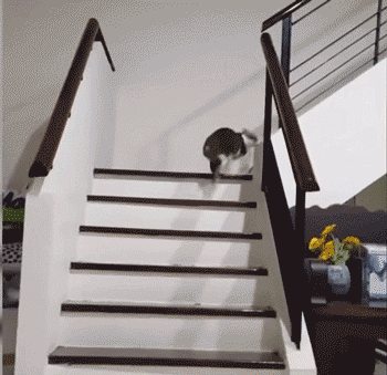 350_339gif 动态图 动图