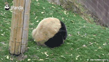 熊猫患病染上螨虫眼成都大熊猫基地辟谣后为何猫粉还是不满