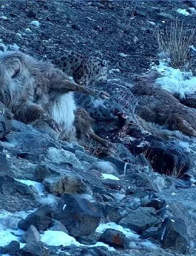 雪豹新疆怕死图片