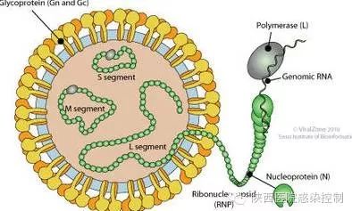 (hemorrhagic fever with renal syndrome, hfrs)是由汉坦病毒引起的