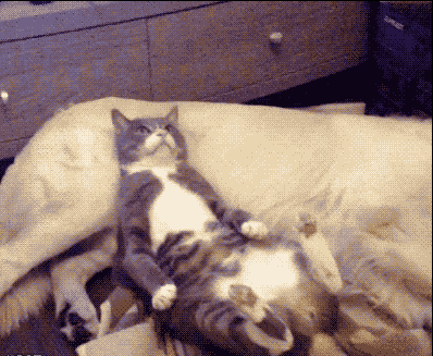 398_327gif 动态图 动图