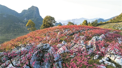 翁源五万亩桃花怒放